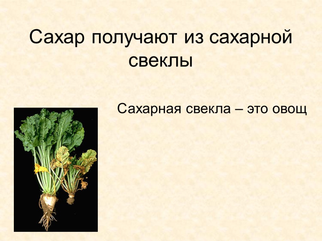 Сахар получают из сахарной свеклы Сахарная свекла – это овощ